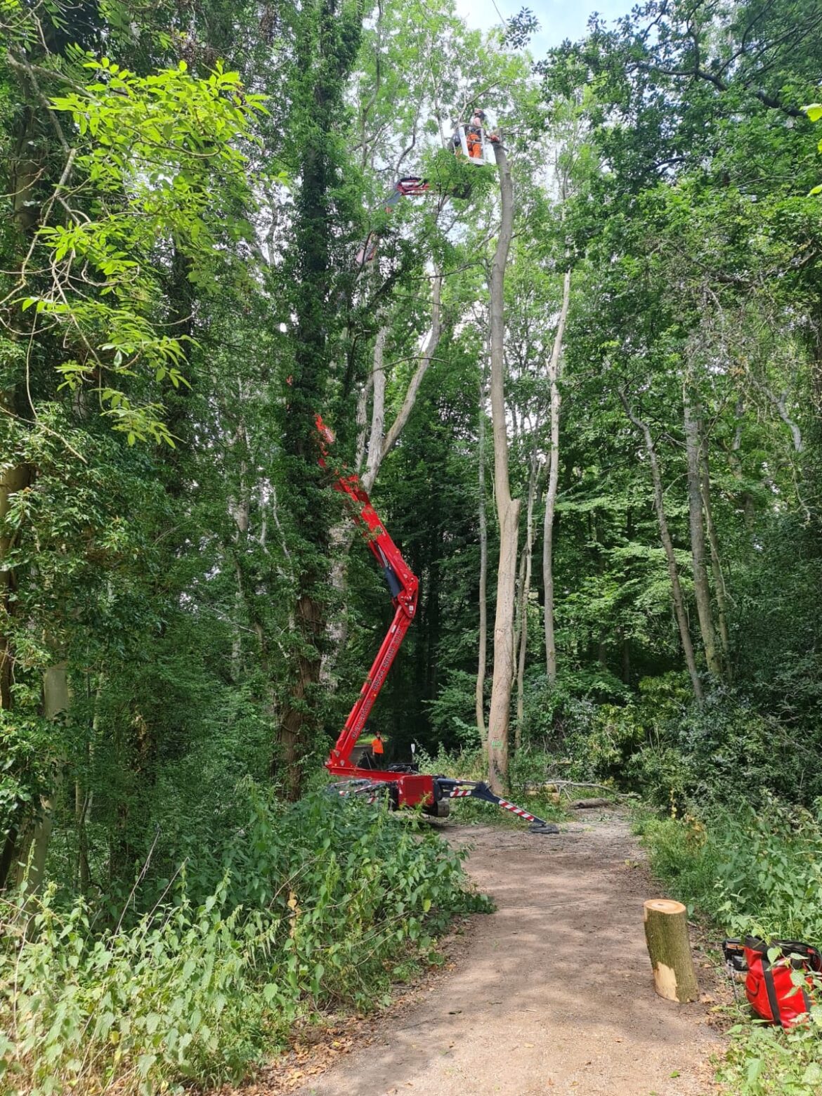 Can’t see the “Spider” for the trees…